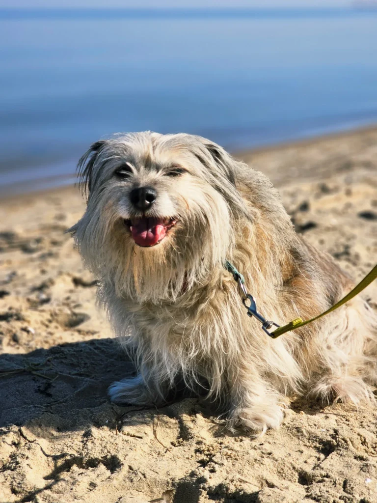 Jasny kudłaty pies siedzący na piaszczystej plaży nad wodą